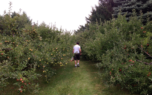 apple picking at more than delicious